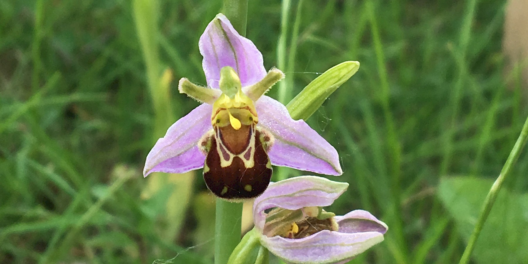The orchids are blooming. image